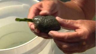 Sealife in Southwest Florida Estuaries  Sea Hare and Tunicate [upl. by Klump206]