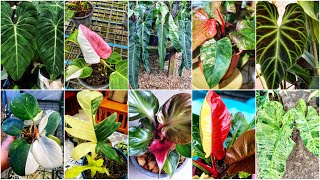 Rare Philodendron Plant Varieties with Names [upl. by Trudey934]