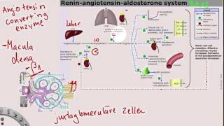 ReninAngiotensinAldosteronSystem [upl. by Lleira]