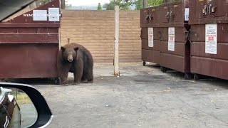 Hank the Tank bear who broke into 21 homes around Tahoe taken to Colorado sanctuary [upl. by Benge]