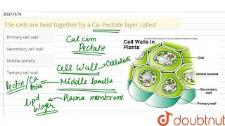 The cells are held together by a Ca Pectate layer called [upl. by Trebled]