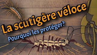 La scutigère véloce Tout sur ce mille pattes ou presque [upl. by Kcirdle]