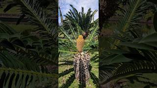 Sago palm Cycas revolutaSymbol of endurance and strength [upl. by Gable984]