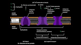 Uniporter symporter and antiporter [upl. by Atsahs]