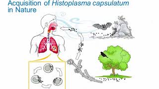 Dimorphic Fungi Histoplasmosis Hot Topic [upl. by Lilybelle619]