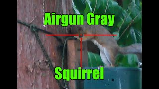 Airgun Pest Control Gray Squirrel Shoot Chewers [upl. by Raeann]