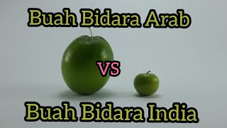 Bisa Dimakan  Review Rasa dan Ukuran BUAH BIDARA ARAB DAN INDIA [upl. by Leila]