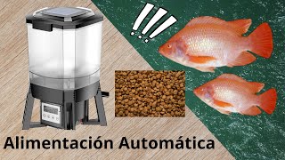 Alimentador Automático para mis Tilapias  Mira cómo funciona [upl. by Etteloc344]