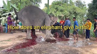 How Does An Elephant Give Birth  Newborn Baby Elephant [upl. by Jereme]