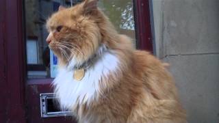 Hamish McHamish  The St Andrews Town Cat [upl. by Hajed267]