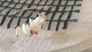 Adorable Orchid Mantis Baby Cleaning Herself Poppy [upl. by Erdda]