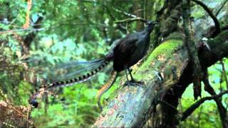 Lyrebird song  Stephen Powell Wildlife Artist [upl. by Euginomod877]