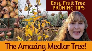 Grow a Medlar Tree  EASY PRUNING Tips for Fruit Trees [upl. by Dewar]