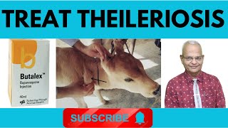 Unraveling Theileriosis in Cattle Causes Symptoms and Diagnosis I GNP Sir [upl. by Jit635]