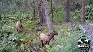 Bull elk glunking sounds [upl. by Birecree]