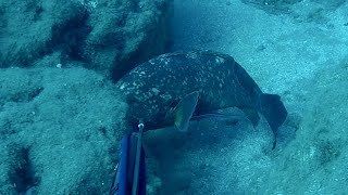 Big groupers Spearfishing Northcyprus [upl. by Neyuq40]