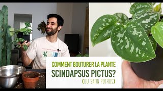 Comment bouturer la plante Scindapsus pictus satin pothos Bouturage très facile dans leau [upl. by Sholom611]