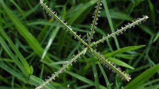 Cynodon dactylon PoaceaeBermuda grass  GARIKA Ganesh plant botanyncertbiologyplants [upl. by Brenk]