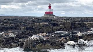 Farne Islands  Seals [upl. by Bagger920]