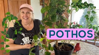 Comment prendre soin dun pothos  capsule horticole [upl. by Sehguh962]