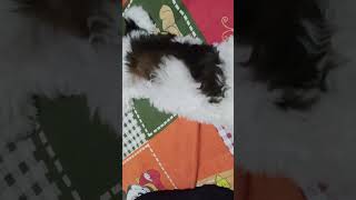 shih tzu puppy barking sound 🤩shihtzu dog doglover shorts cute animals reels shihtzus shih [upl. by Keon533]