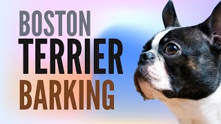 Boston Terrier Barking Way Too Much  2 Minutes [upl. by Kcira]