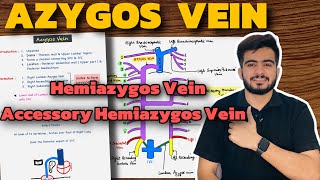 Azygos Vein Anatomy  Hemiazygos Vein  Accessory Hemiazygos Vein [upl. by Radford]