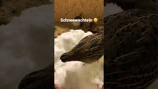 Schneewachteln 😉 wachteln wachtelhaltung wachtelfarm livestream livestreaming [upl. by Enelehcim]