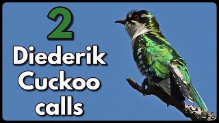 2 different DIEDERIK CUCKOO calls [upl. by Nahtaj17]