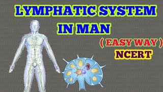 LYMPHATIC SYSTEM EASY WAY  NCERT [upl. by Lerrad]