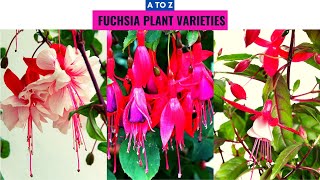 Fuchsia Plant Varieties A to Z [upl. by Nuli40]