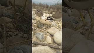 red wattled lapwing bird hatching  bird hatching  red wattled egg shortvideo redwattled [upl. by Sokram]