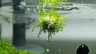 Cryptocoryne parva the floating plant [upl. by Rog554]