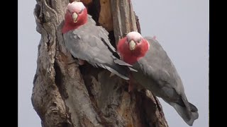 Galahs guarding their nest Werribee January 2024 [upl. by Irtimid487]