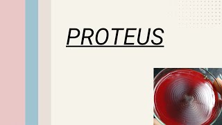 Proteus Medical Microbiology  Bacteriology [upl. by Anahsit]