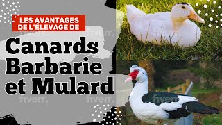 Les avantages de lélevage de canards barbarie et mulard [upl. by Esmeralda]