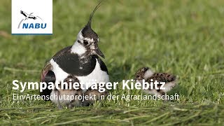 Der Kiebitz  ein Projekt zum Schutz der seltenen Feldvögel [upl. by Eirene]