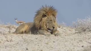 Etosha National Park  Namibia [upl. by Artcele]