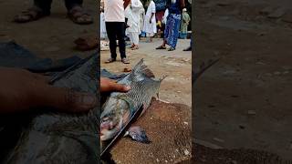 Amazing 🐟Katla fish cutting skills in Local Fish Market Part 175 shorts [upl. by Marieann115]