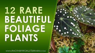 12 of my most beautiful foliage plants STUNNING [upl. by Erdnoid485]