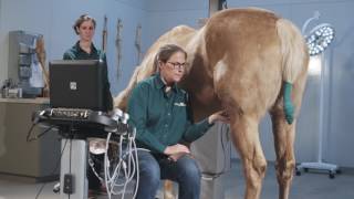 How to Ultrasound the Equine Stifle Joint [upl. by Radek]