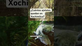 ¿Cuántos ajolotes quedan en Xochimilco [upl. by Adam]