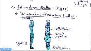 Thallus organisation in Algae hindi [upl. by Jordison]