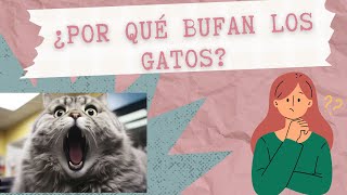 El Bufido De Los Gatos [upl. by Mae]