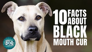 10 Facts About Black Mouth Cur  Guide for Cur Dog Owners [upl. by Seline613]