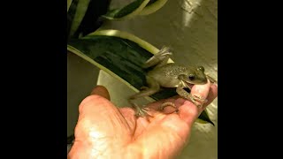 Hand Feeding a Frog [upl. by Aened838]