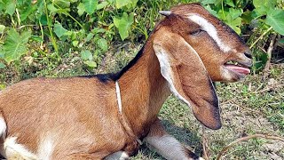 Goat Sounds World Famous Goat Sound At December 2023 On YouTube Goat Baa Baa Animals Sound [upl. by Panta]