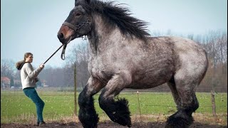 El Poder del Caballo Un Animal De Fuerza y Espiritu Indomable [upl. by Koenig]