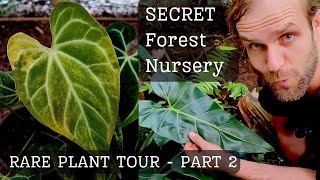 AMAZING Anthuriums Philodendrons and more in PART 2 of our SECRET FOREST NURSERY TOUR [upl. by Nadya52]