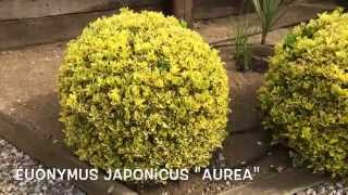 Euonymus japonicus quotAureaquot Garden Center online Costa Brava  Girona [upl. by Mikael]